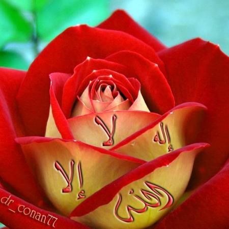 abdlwahd